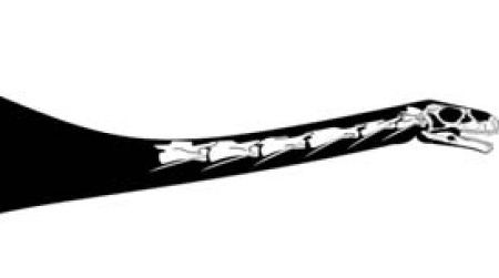 A reconstruction of Leyesaurus marayensis, showing the bones found so far. The scale bar is 25cm