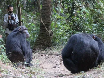 Nisarg Desai observes wild chimps known as Sandi, Ferdinand and Siri in Tanzania.