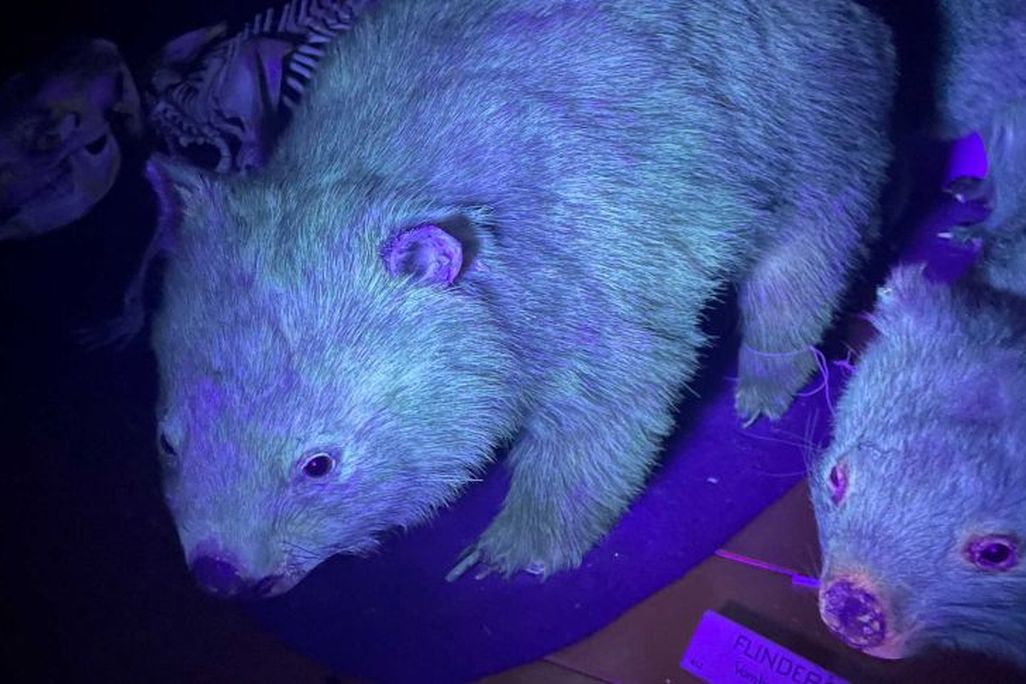bare-nosed wombats glowing under a black light