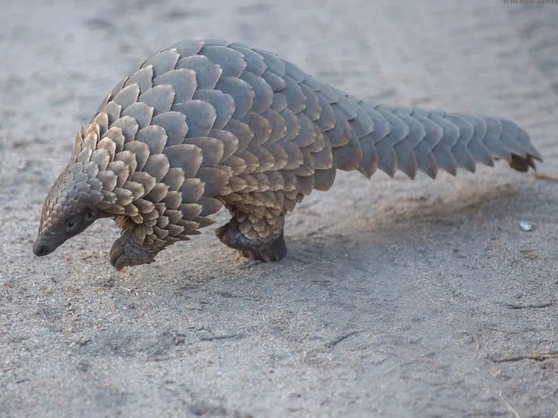 China Increases Protections for Pangolins | Smart News| Smithsonian Magazine