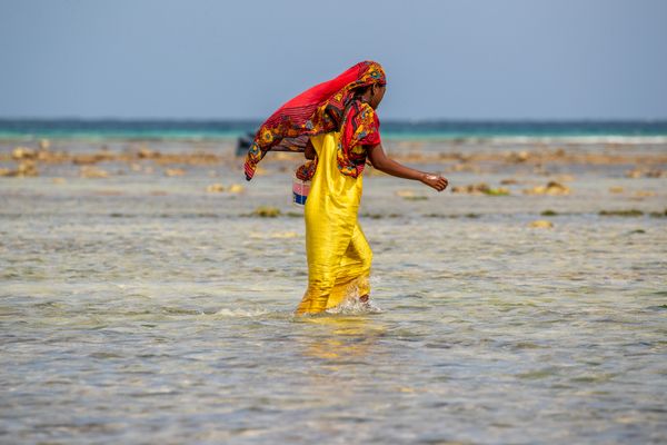 Zanzibar girl gathering shellfish in the ocean thumbnail