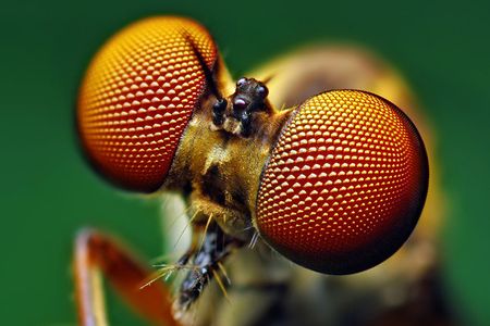 The compound eyes of a robber fly