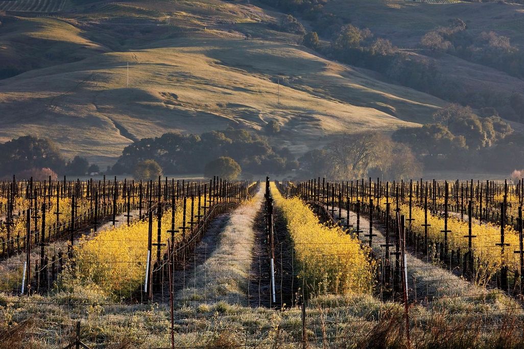 Anderson Valley Vineyards