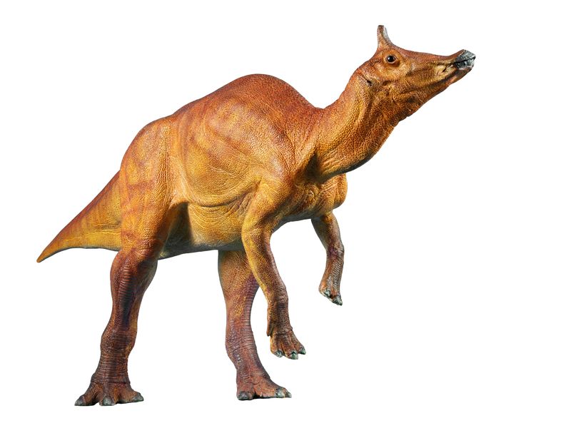 File:Dinosaur slide Wanaka.jpg - Wikipedia