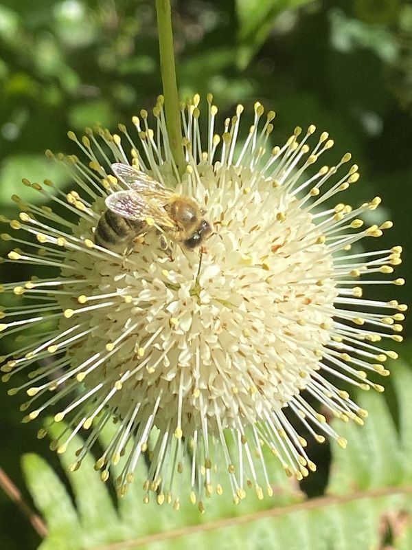 Bee on Buttonbush Blossom thumbnail
