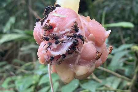 To identify what bacteria lives in the stomachs of vulture bees and how it compares to other bee species, researchers set up 16 bait stations with roughly two ounces of raw chicken hung from branches 4.9 feet off the ground.