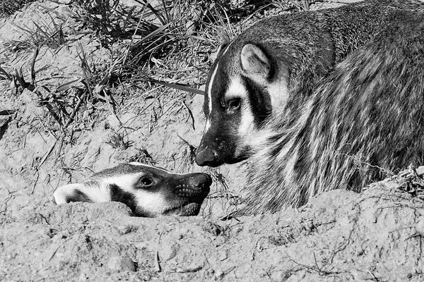 Mother and Child Reunion thumbnail