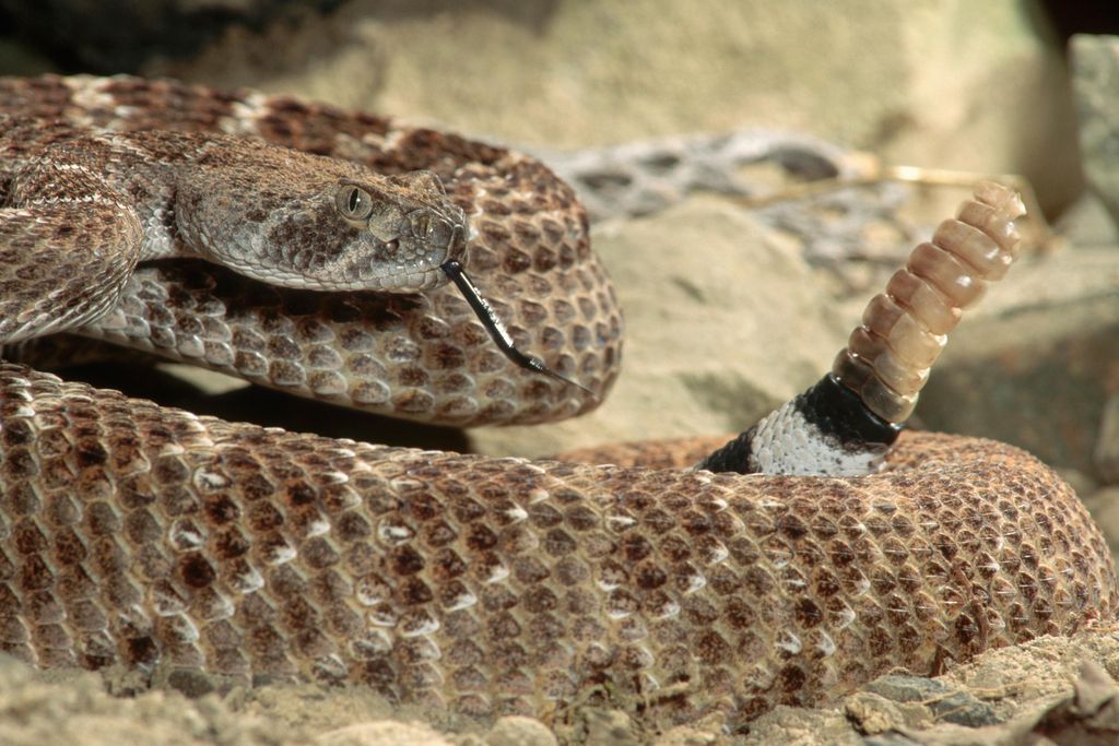 Western diamondback rattlesnake, which has light and dark brown patterning, sits coiled with its rattle held upright