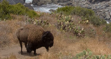 The bison may never leave Catalina Island.