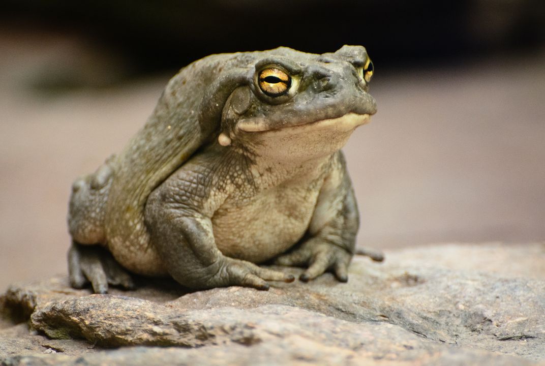 A Modified Psychedelic Toad Toxin Reduces Signs of Depression and Anxiety  in Mice, Study Suggests