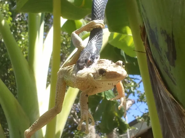 cuban tree frog rescue thumbnail