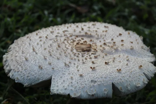 Mushroom in the Morning after Rain thumbnail