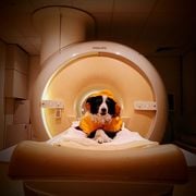 Scientists Gave Dogs MRIs and Learned That They're Surprisingly Good at Distinguishing Between Human Emotions, Even Some Negative Ones