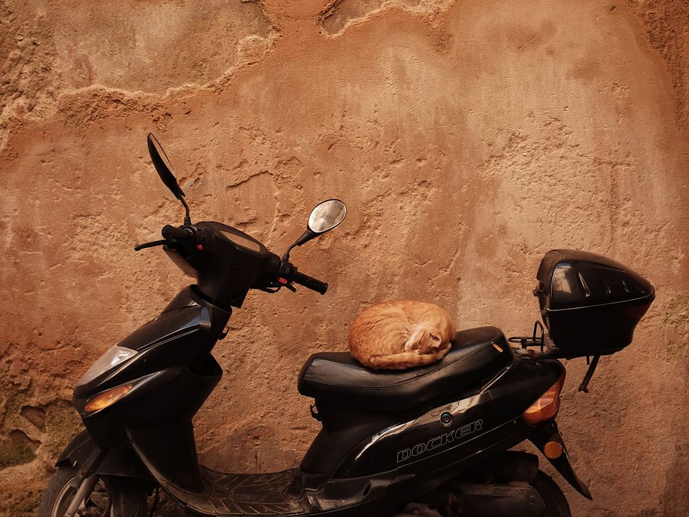 Cat Sleeping on Scooter in Essaouira Smithsonian Photo Contest
