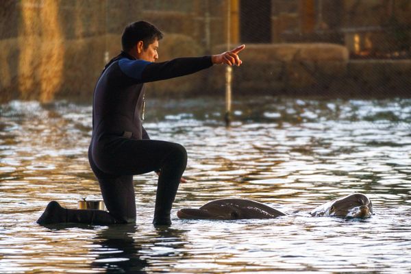 Echoes of the Blue thumbnail