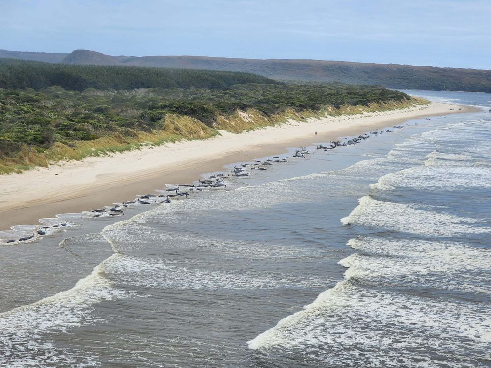 Aerial image of whales stranded on a beach