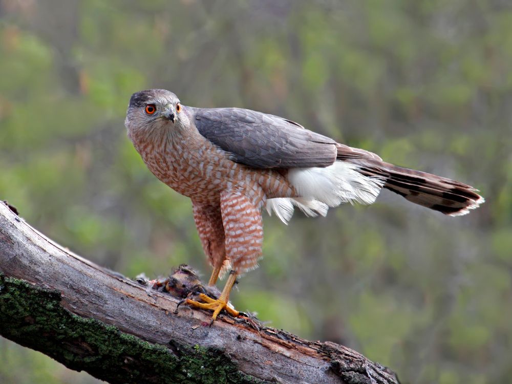 labeled body parts of a hawk