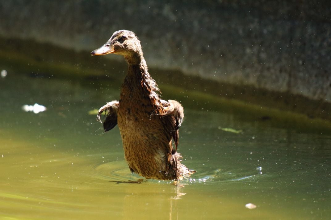 Young Mallard flapping his wings | Smithsonian Photo Contest ...