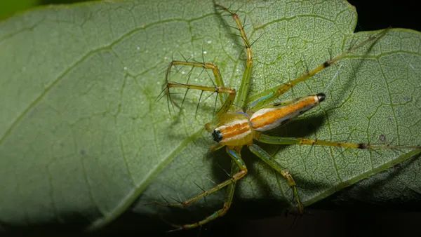 Lynx Spider waiting for prey on a leaf thumbnail