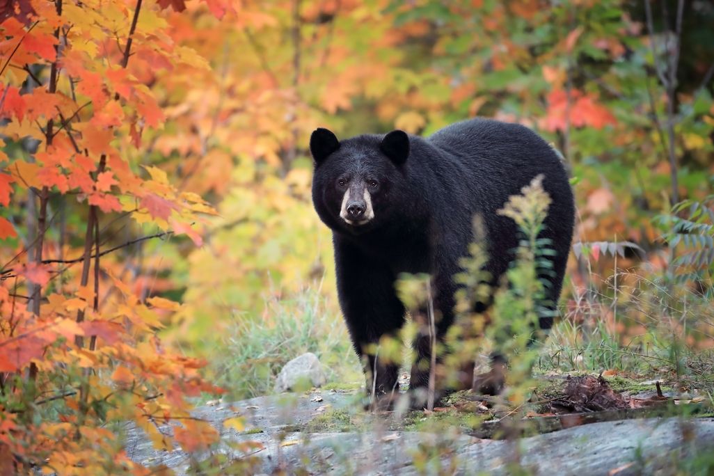 A black bear in the forest looking at the camera during fall
