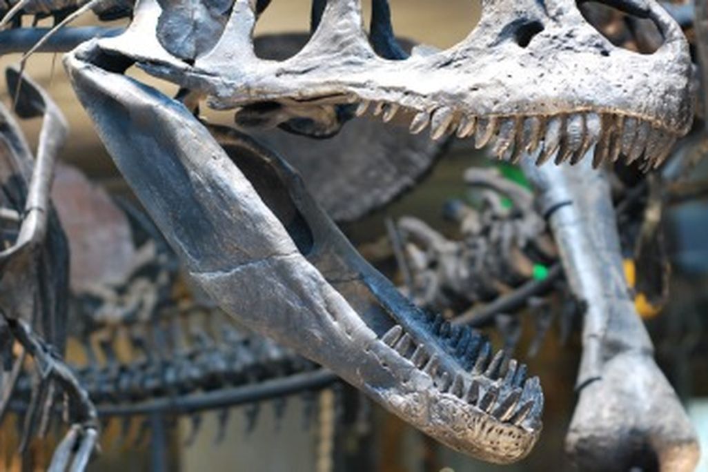 An Allosaurus threatens a Stegosaurus at the Natural History Museum of Los Angeles County.