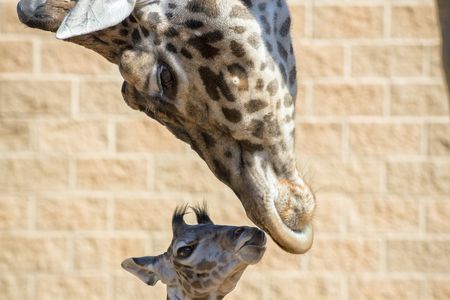 Baridi, the Houston Zoo's two-month-old Masai giraffe.