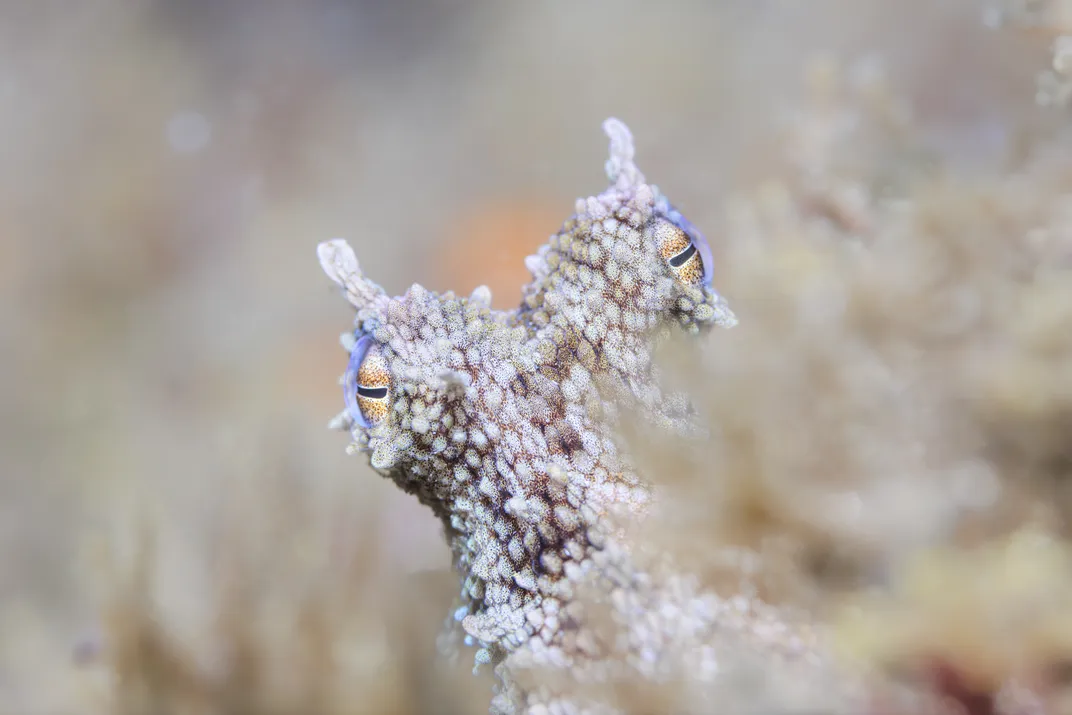 A camouflaged octopus poking its head out.