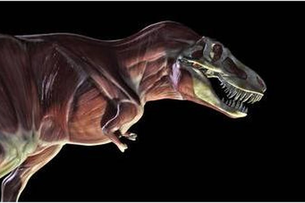 20110520083157tyrannosaurus-clash-dinosaurs.jpg