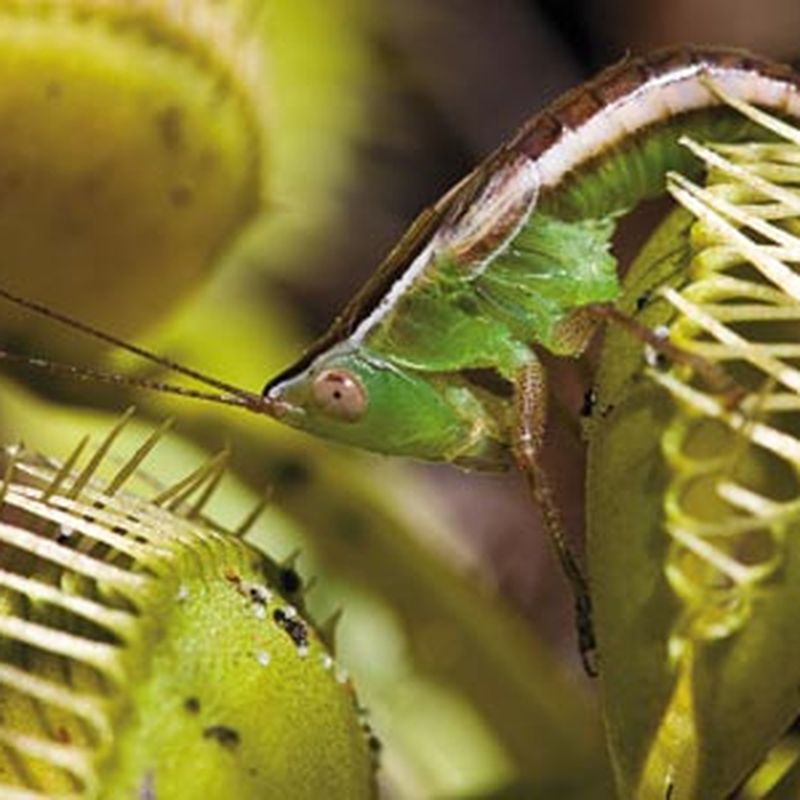 The 8 Best Fly Traps of 2023