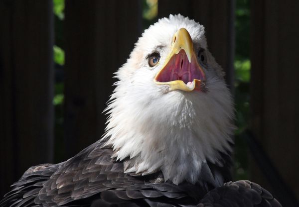 This Eagle Gives a Warning by Opening His Beak Widely thumbnail