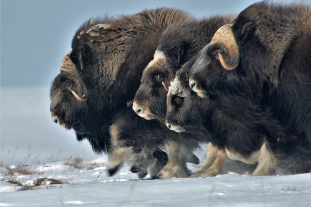herd running