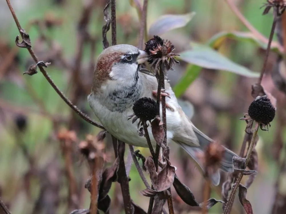 A close up photo of a house sparrow sitting on a dried up branch. The bird is mostly has white feathers with a patch of brown covering its head and a patch of black feathers encircling its eye. 