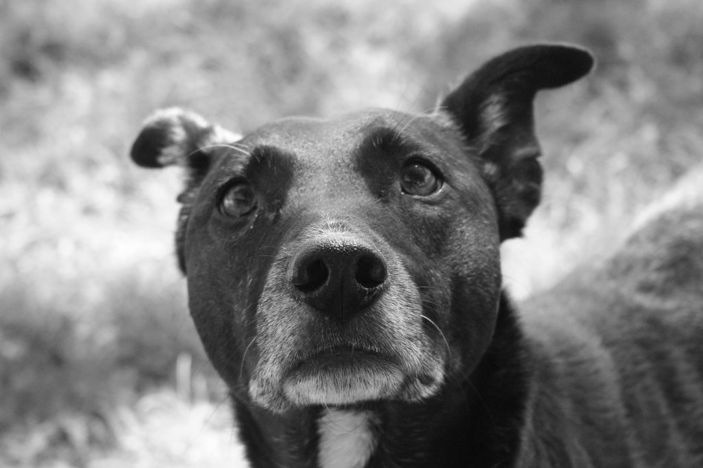 dog listening.jpg