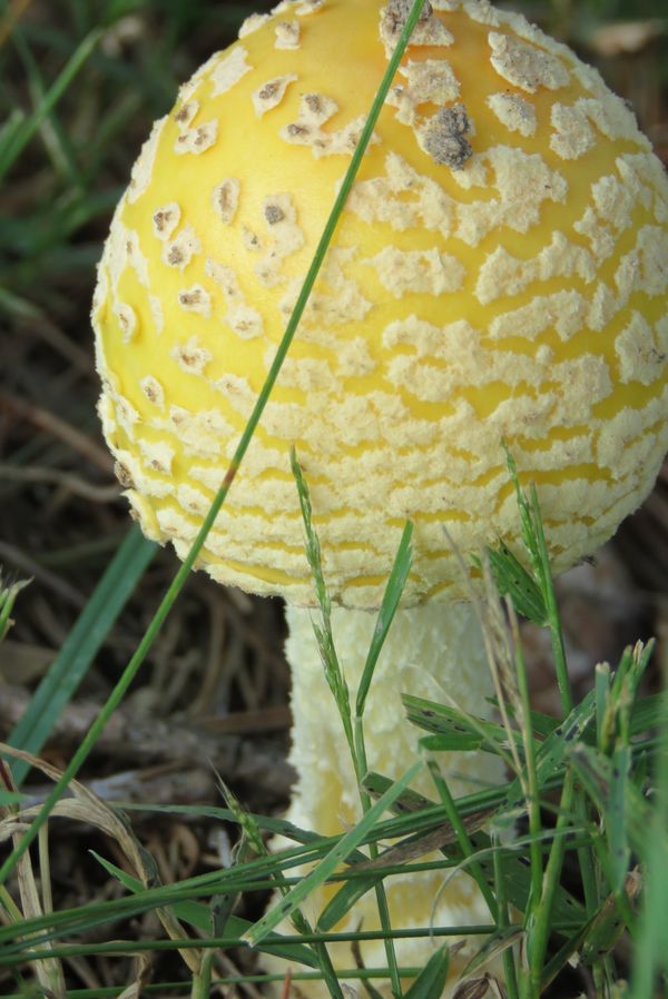 A Yellow and White Mushroom in the Backyard thumbnail