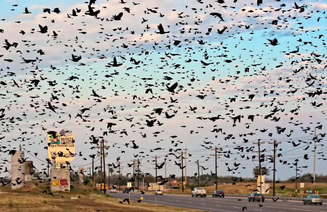 Texas Gulf Coast