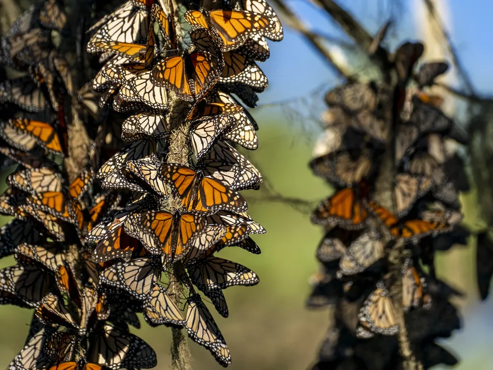 Clusters of monarch butterflies
