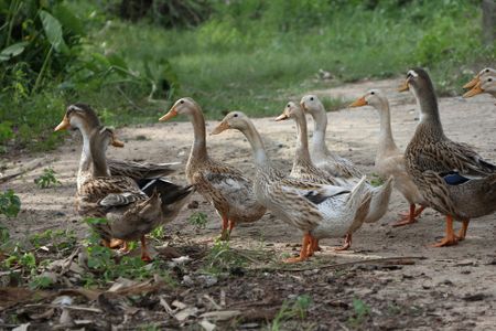 Ducks can apparently eat up to 200 locusts a day, one Chinese researcher says.
