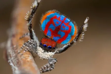 Maratus bubo