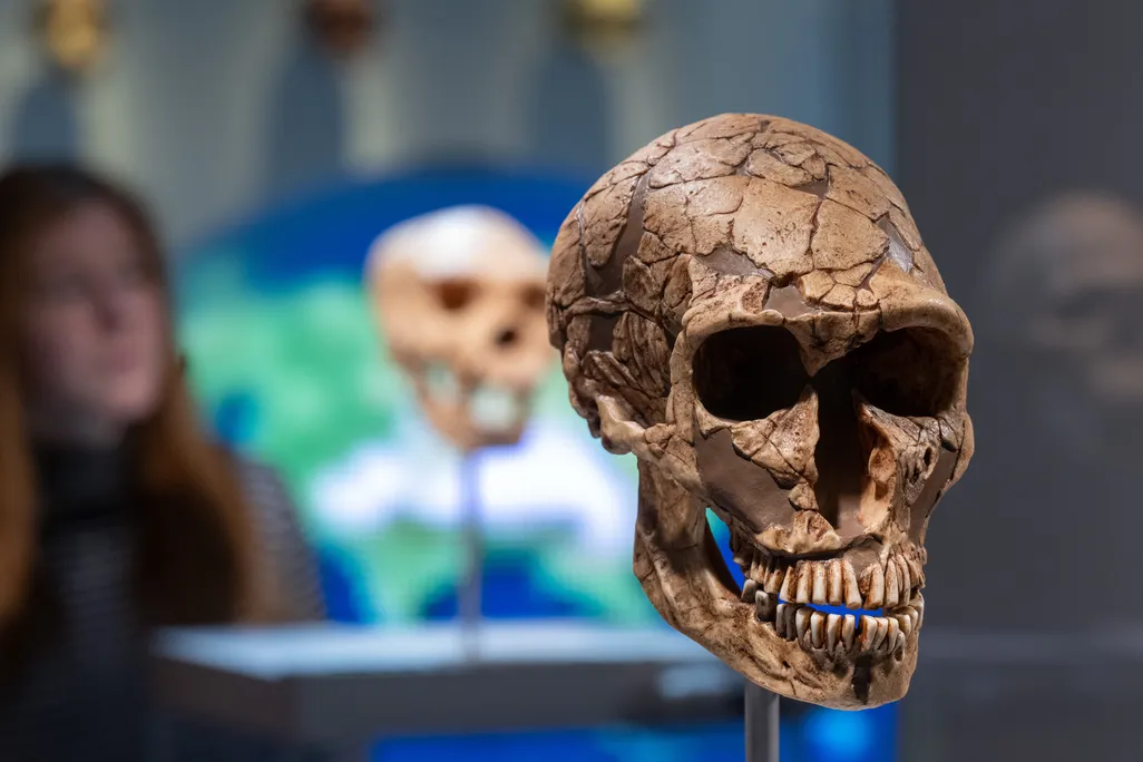 a neanderthal skull in a museum