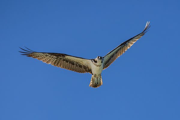 Osprey in Flight over Lido Beach Florida thumbnail