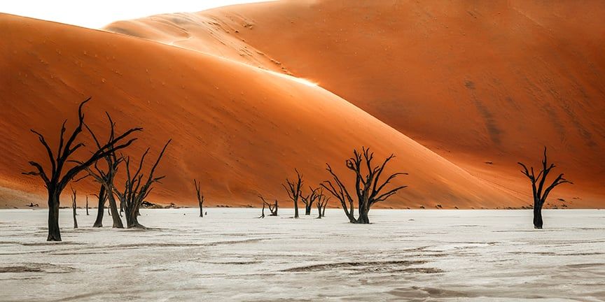 Black Trees | Smithsonian Photo Contest | Smithsonian Magazine