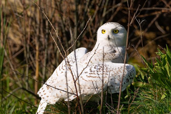 Wide Eyed Snowy Owl thumbnail