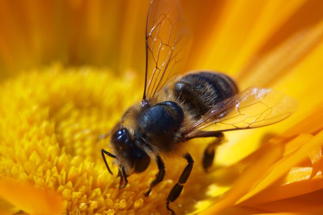 Bee on a yellow flower