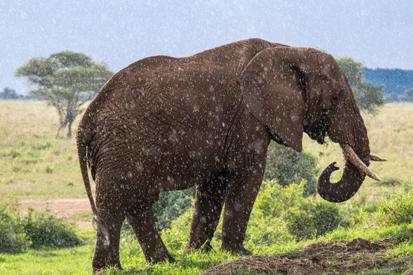 Elephant in the rain thumbnail