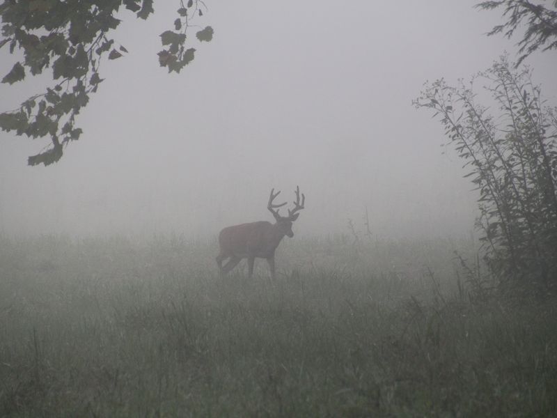 a cades cove ghost Smithsonian Photo Contest Smithsonian Magazine