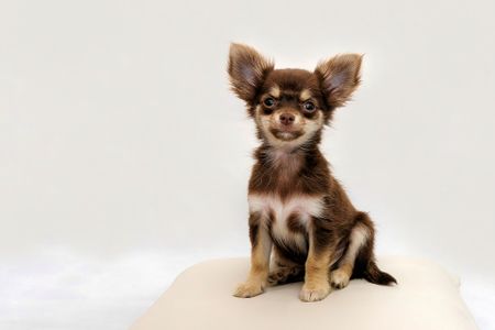Chihuahuas were one of the top three breeds represented in the study's sample of more than 900 shelter dogs