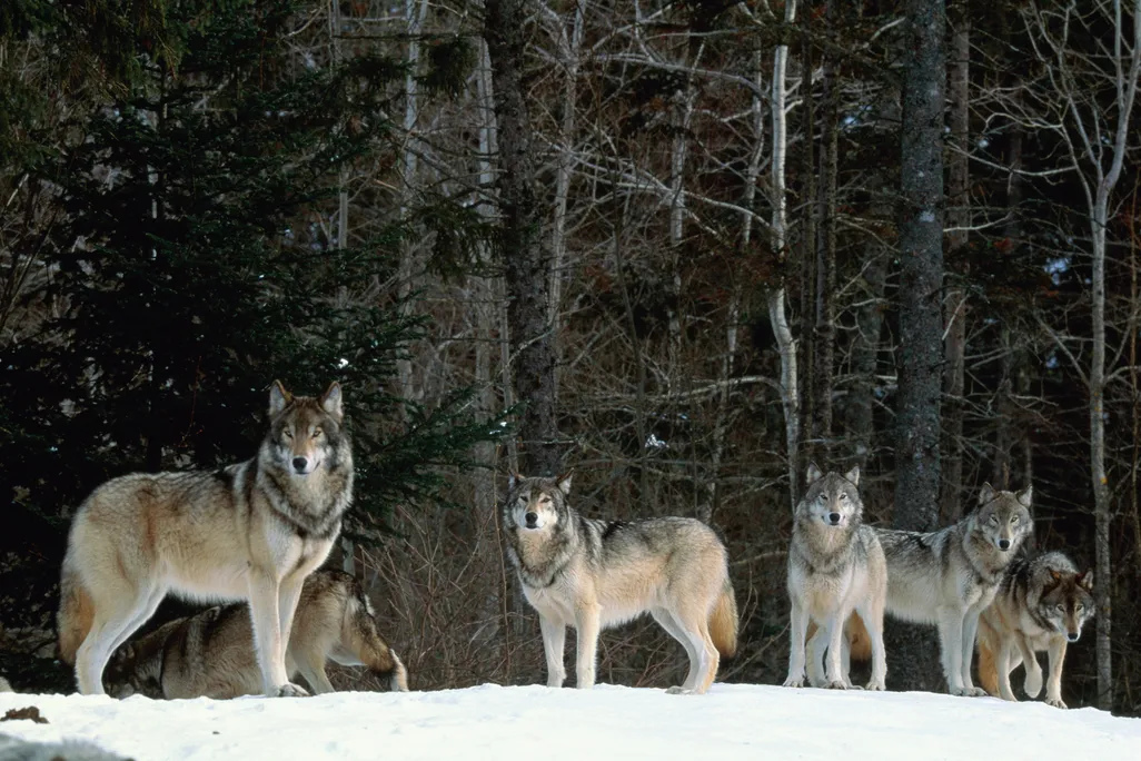 Six gray wolves standing on snow in front of trees