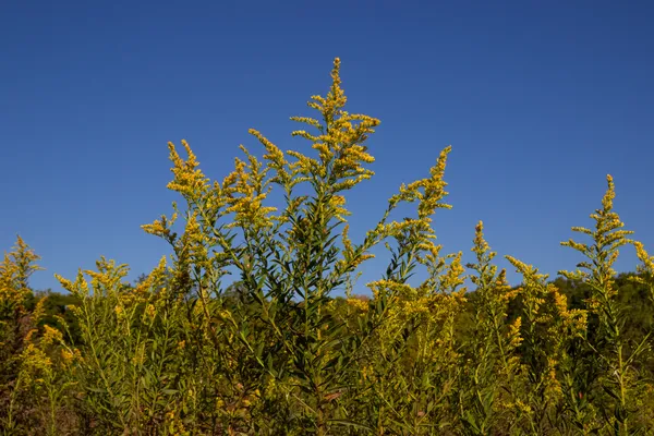 Goldenrod Field Under Blue Sky at Highbanks Metro Park thumbnail