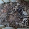 Five Cheetah Cubs Born at Smithsonian Conservation Biology Institute icon