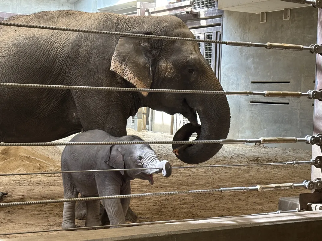 a baby elephant grips a wire with her trunk, standing very near an adult elephant curling her own trunk